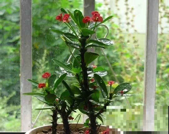 啥花都放在阳台养？位置摆不对，显得乱还没空落脚！
