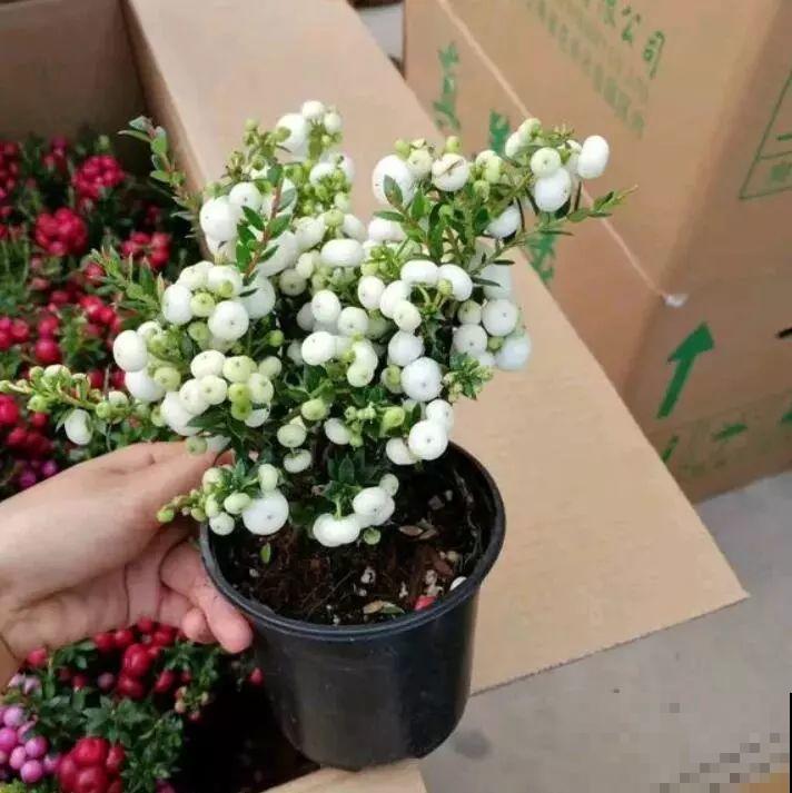 9种新晋网红绿植，摆家里提档次，邻居看了都眼馋！
