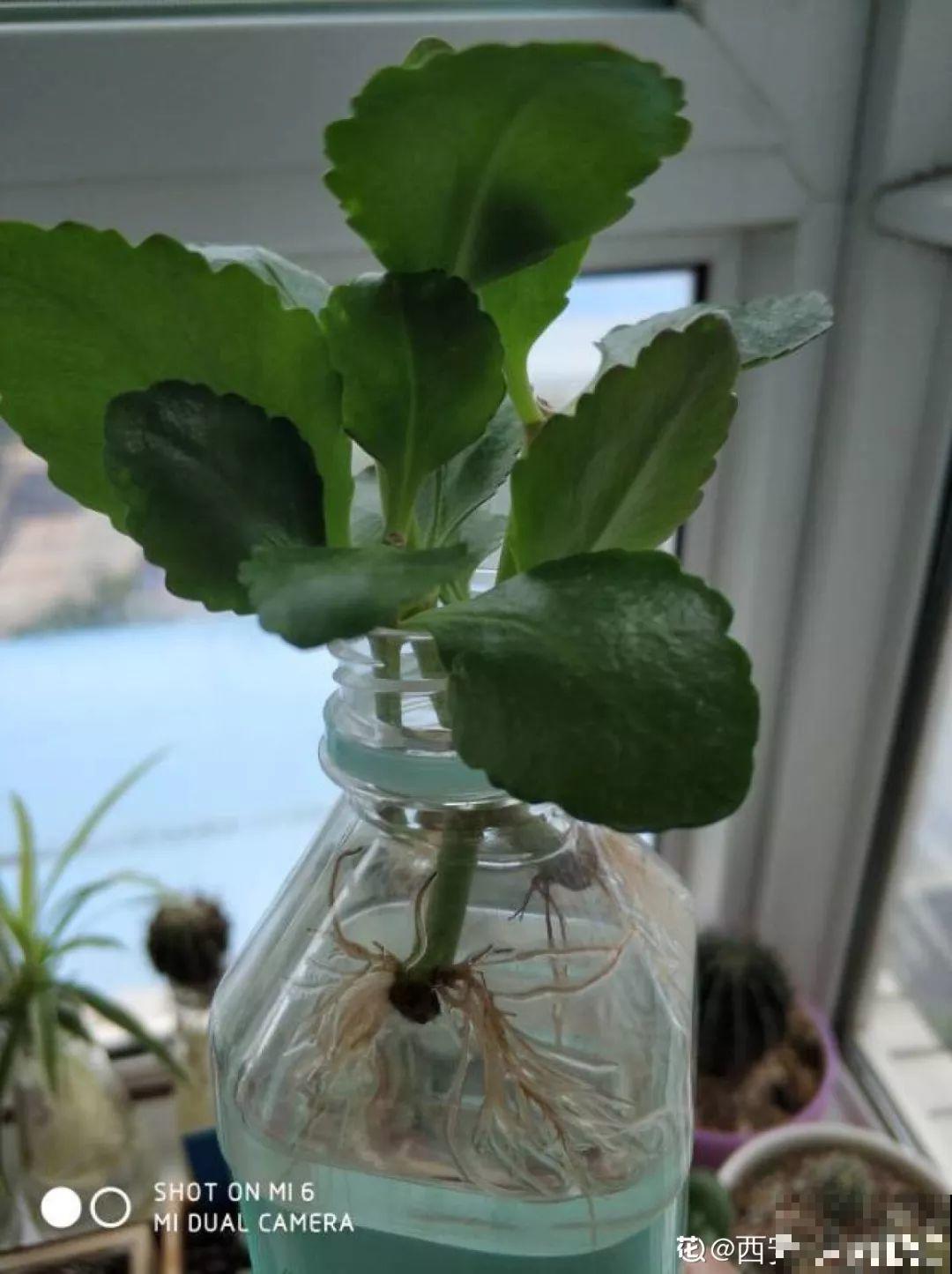这12种花，夏天直接扔水里，蹭蹭长个开花拦不住！