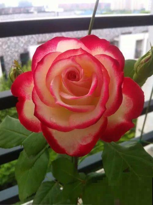 这花一年能开8个月，开完剪，剪完开，养花人都爱它！