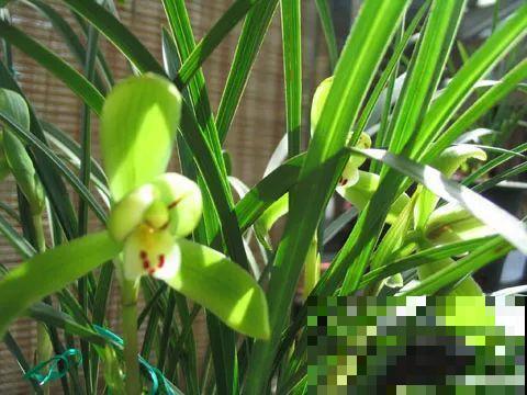 50多盆名贵兰花，一夜被盗，气人的偷花贼！