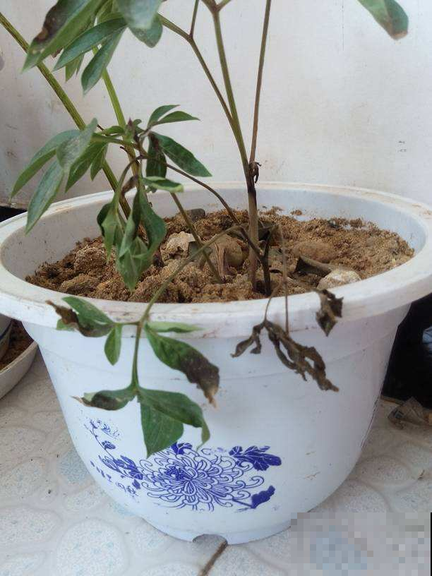 芍药为啥屡种屡枯？扒开盆土猛然看到它，吓得差点跌倒！