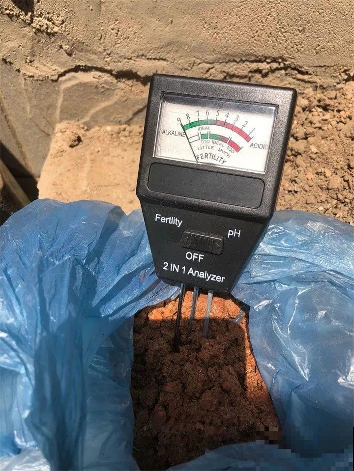 栀子茉莉千万别用这种土，养一盆死一盆！