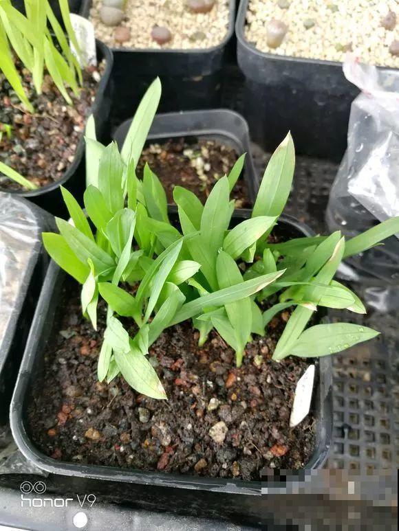 扔在门口的“韭菜”，竟然开出小百合，这花也太低调了！