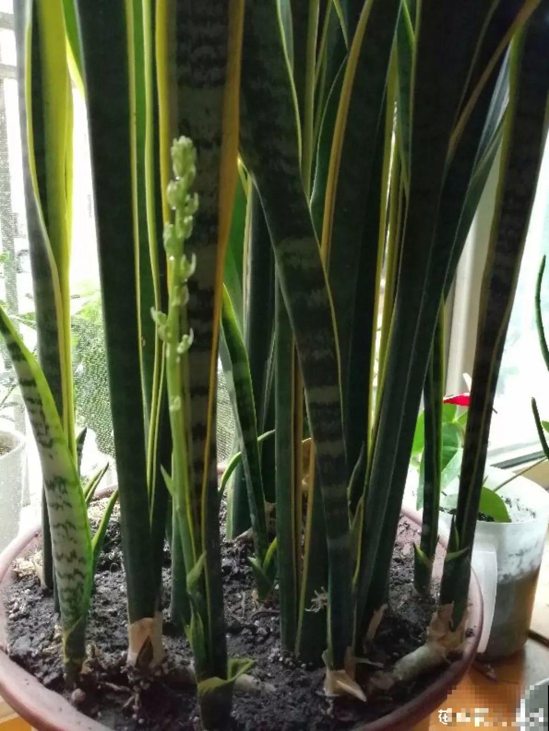 这3种花越是虐待越是长得好，新手也能养！