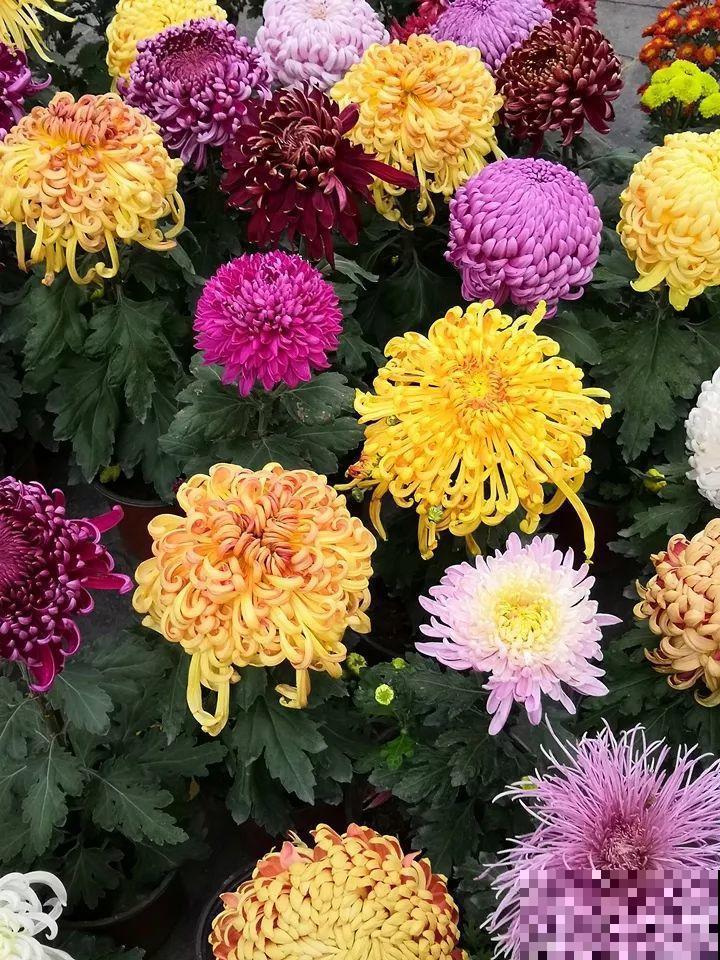 秋天养这30种花，能开200天，让你一次看个够！