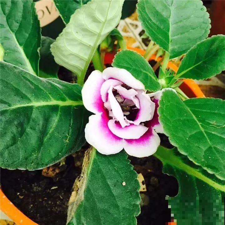 这6种花都有一个不能淋雨的习惯，长斑不说，整株都会烂掉！