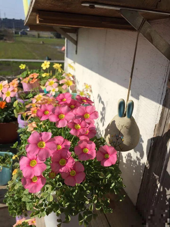 姐姐养的花，5年生了10麻袋，得用大铲车挖才行！