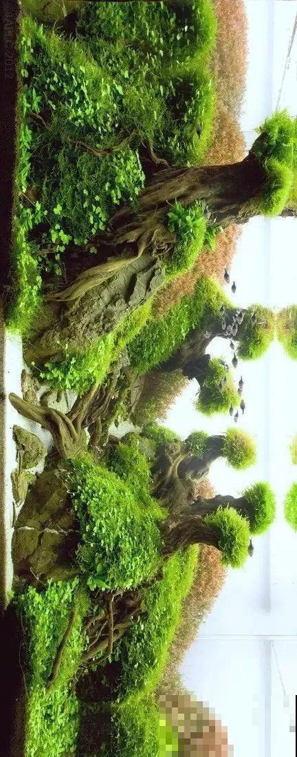 夏天就得养它，扔水里长一缸，7天美成一幅画！