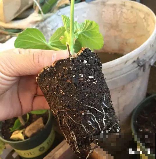 谁说这花夏必死？剪一刀添点土，立秋呼呼长新叶！