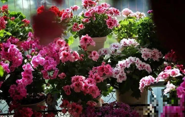小窗台养这5种花，太阳一晒就开花，3个月爬满墙！
