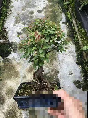 这花巴掌大，盆越小越挤，长得越旺盛！
