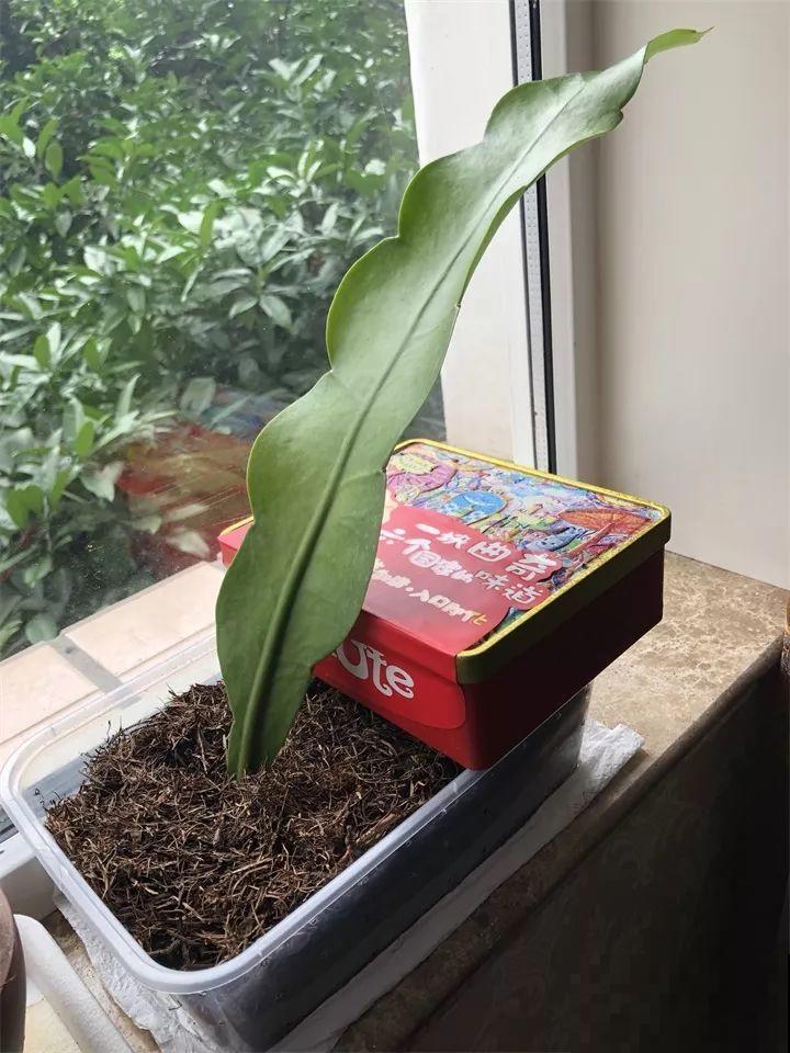 10种花扦插技巧，没事的时候插两盆，多到阳台都放不开！