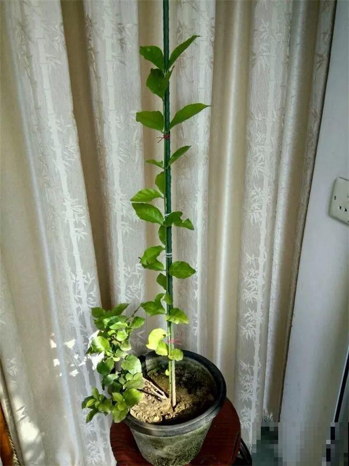 这8种花，拿棍子一绑凹个造型，身价嗖嗖往上翻！