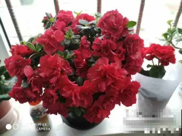 最难养2种的花，盆底垫上它，叶子油亮狂冒花苞！