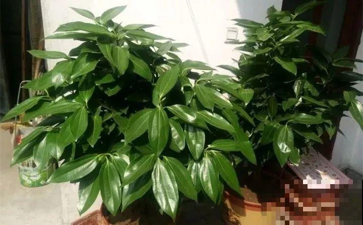 80种耐阴花，光线不好照样养的活，新手的救星！