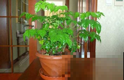 幸福树这样养，浇浇水施施肥，新芽蹭蹭往上长！