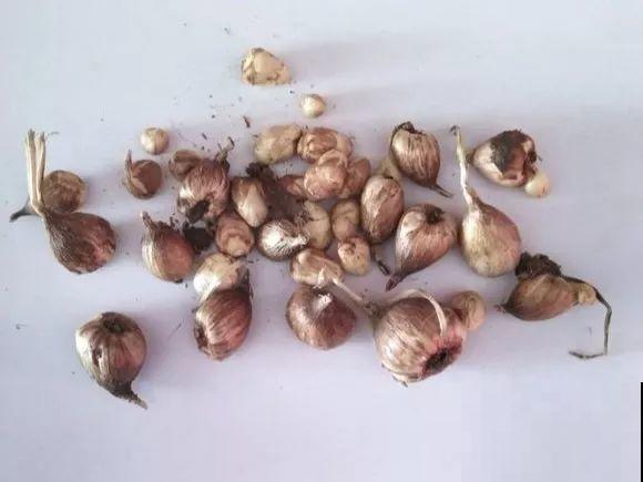扔在门口的“韭菜”，竟然开出小百合，这花也太低调了！