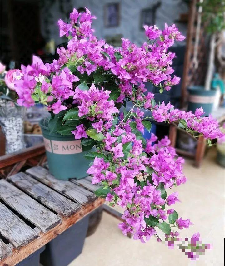 这8种花，拿棍子一绑凹个造型，身价嗖嗖往上翻！