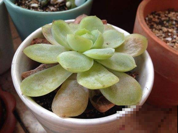 多肉化水黑腐不长个？拿根细线一缠，轻松砍头爆出一圈崽！