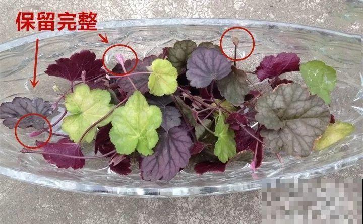 10种花扦插技巧，没事的时候插两盆，多到阳台都放不开！