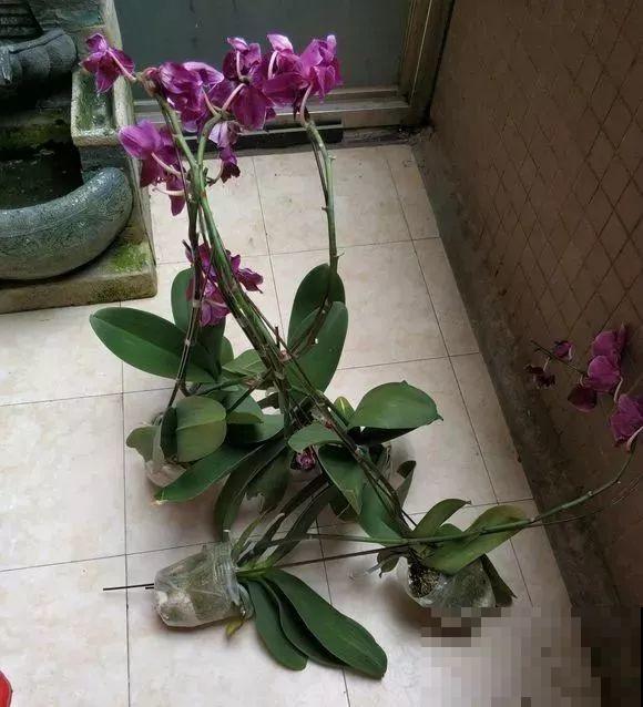 这么贵的花，路边扔了一大堆，丢人也要捡！