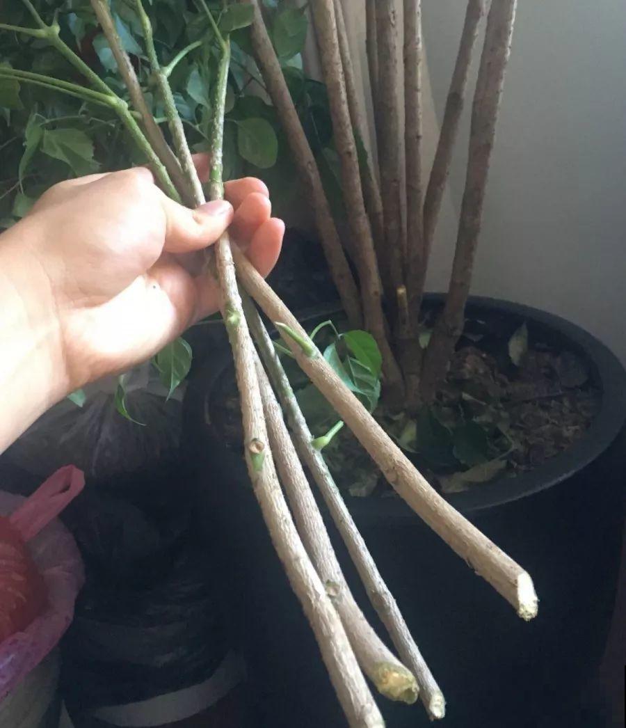 夏天养花黄叶子？赶紧剪一下，10天叶片绿的直滴油！