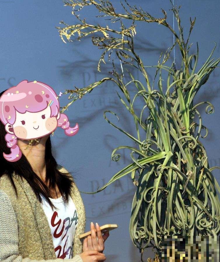 这花不用种土里，隔三差五喷点水，能活20年！