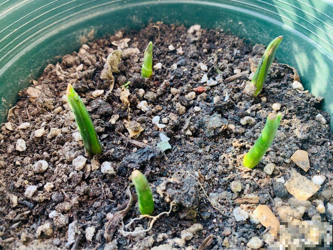 今年养盆便宜花，明年丰收一大筐，省了不少钱！