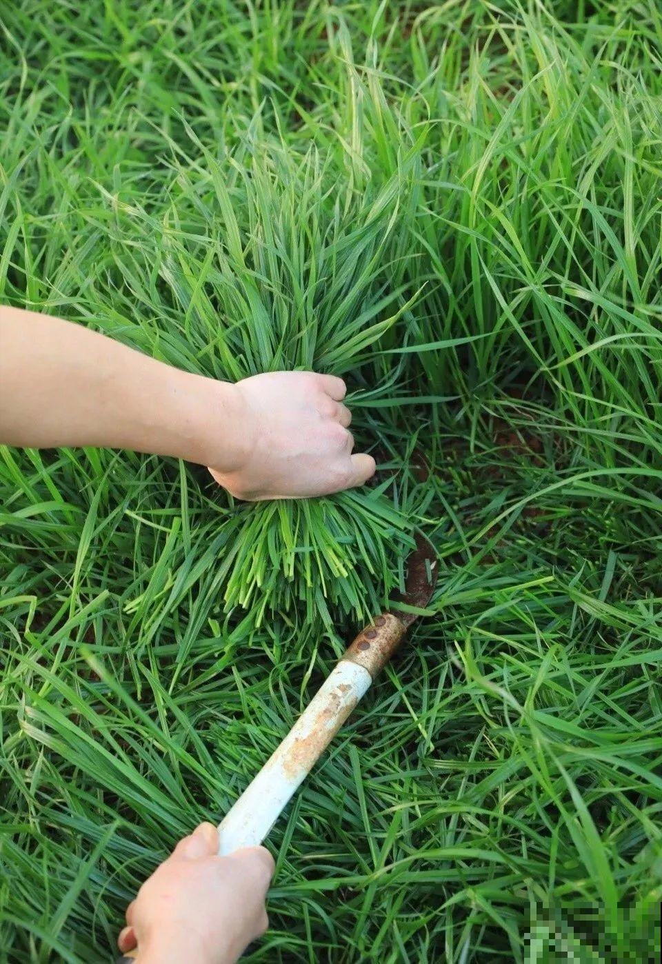 想拥有一个小菜园，低头种菜，抬头看花，过悠闲的小日子！