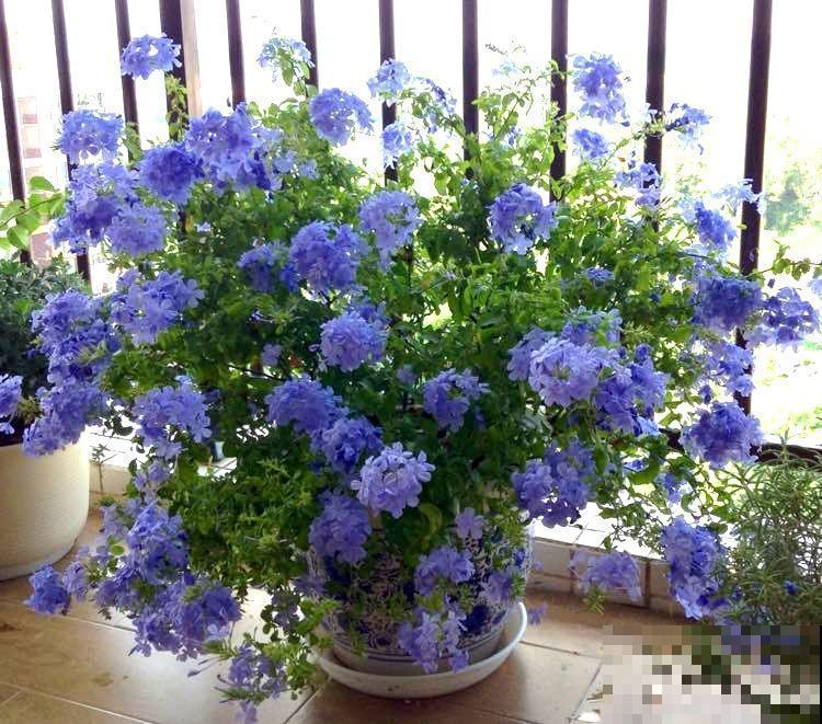 家里这20种花，只管浇水晒太阳，开花多到你嫌烦！