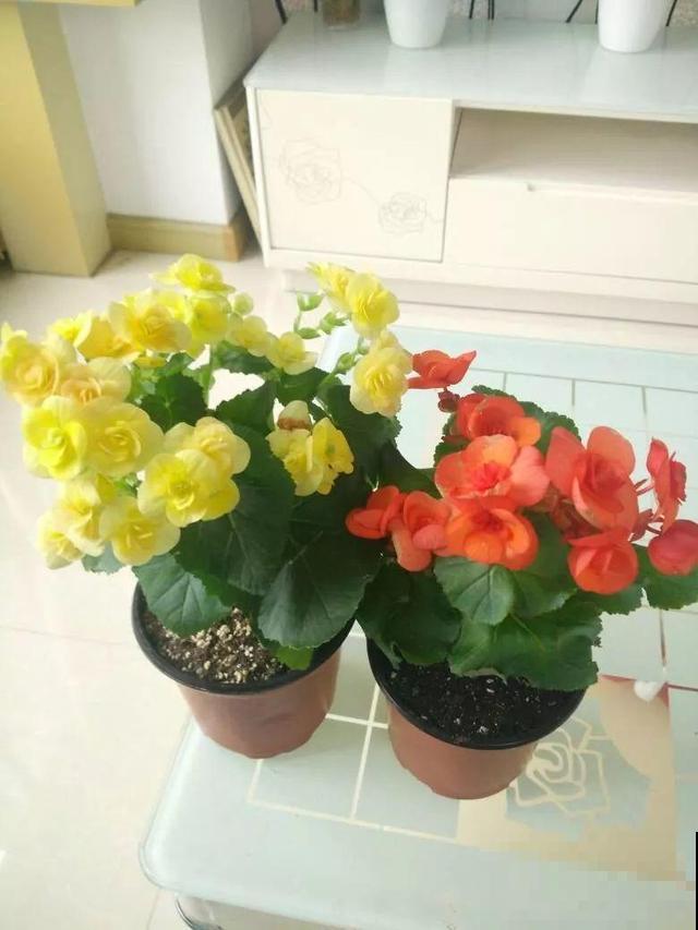 会休眠的12种花，想要安全度夏就别折腾，越浇水死的越快！