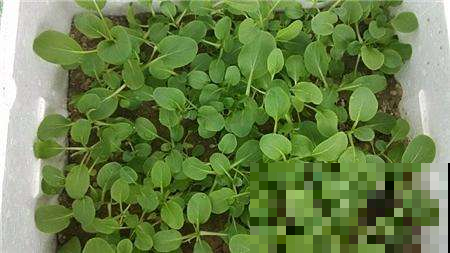 8月最适合种这菜，1周窜满盆薅不完，20天就能进锅！