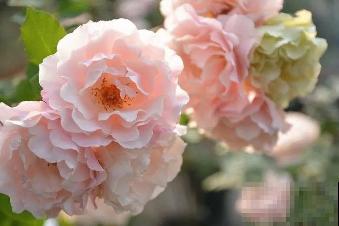 这花一年能开8个月，开完剪，剪完开，养花人都爱它！