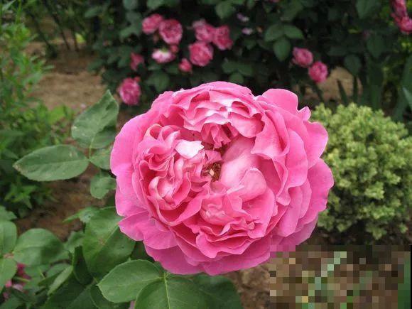 6种大型花，花苞直径20公分，摆家里太大气！