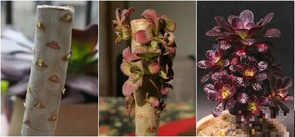 多肉养护大总结，这7点学会了，啥肉都能养得活！