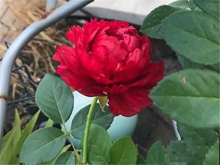 20种不怕热的月季，夏天随便养，一茬茬开花！月季招虫不抗热？