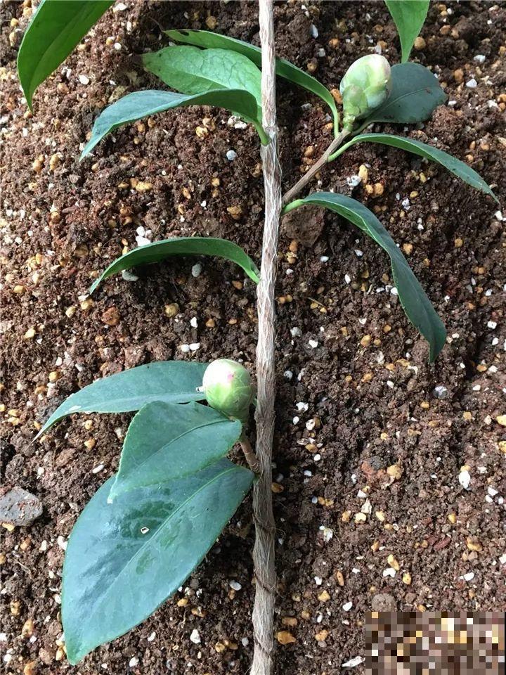 这10种花，年年收空盆，没点经验还真不敢养！