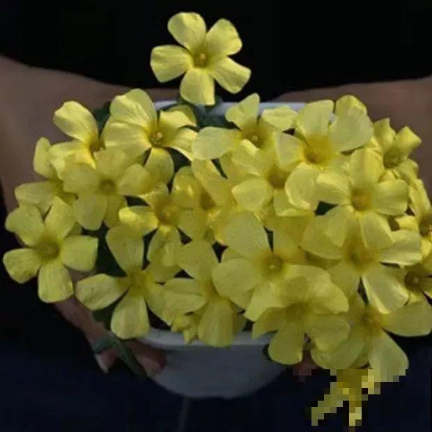这花埋土里，不用剪就开爆，来年挖出来种球数翻10倍！
