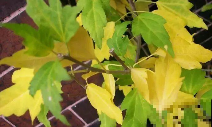夏天养花黄叶子？赶紧剪一下，10天叶片绿的直滴油！