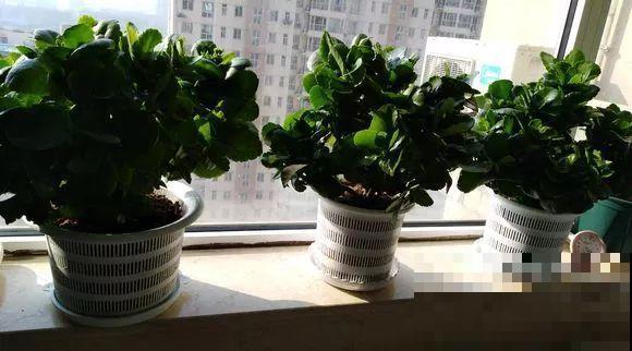 入秋就养这种花，剪一刀满头冒花苞，一开大半年！