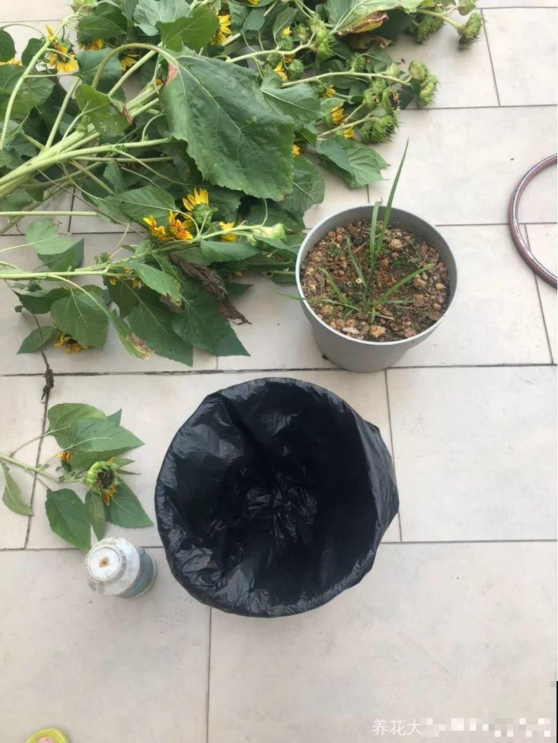 土里加点料，找个袋子捂一捂，秋天给花用了疯长狂开花！