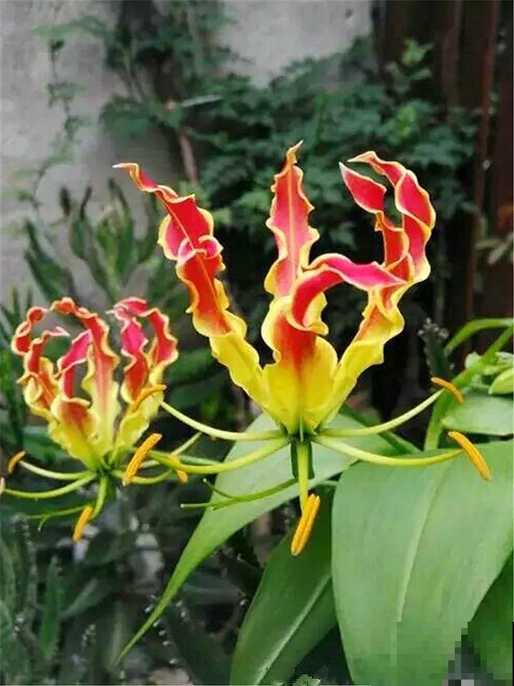 10种花最娇贵，开花如美人，看见就想搬回家！