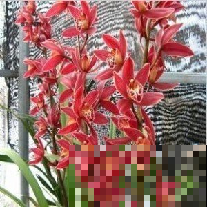 兰花盆里加上它，保水又透气，省了浇水不少事！