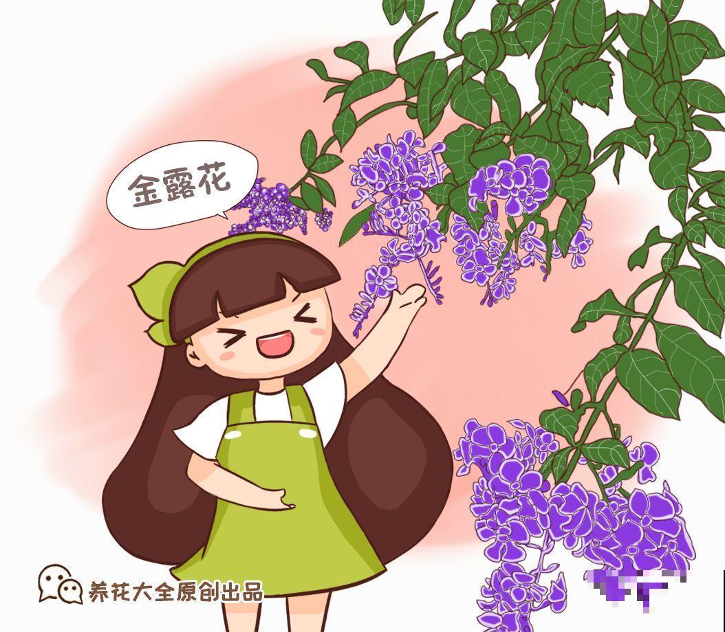 这花长得像大虾，看着就很有食欲，可在东北人这都是“苞米”！