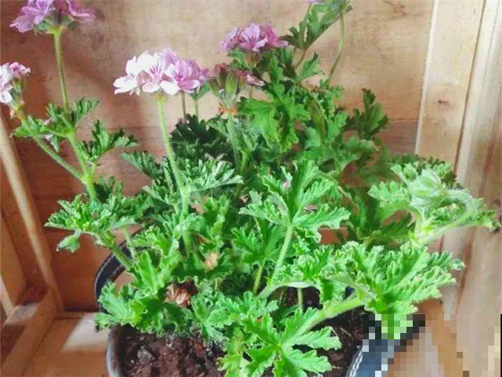 特干净的5种花，不招虫、没病害，家里养盆贼省事！
