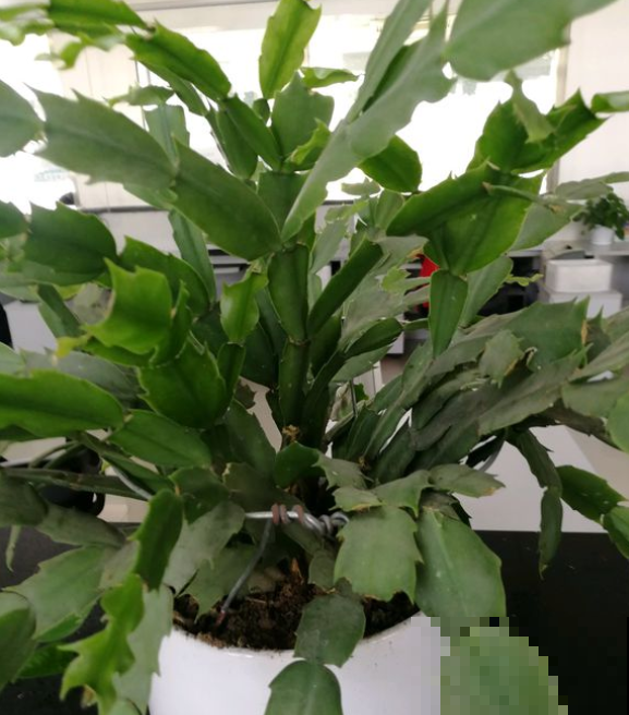 蟹爪兰还不窜芽？别光顾着施肥，打开“机关”才重要！