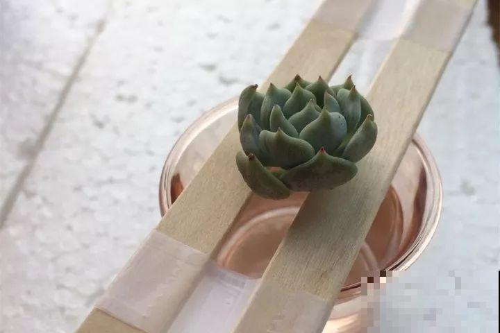 多肉养护大总结，这7点学会了，啥肉都能养得活！