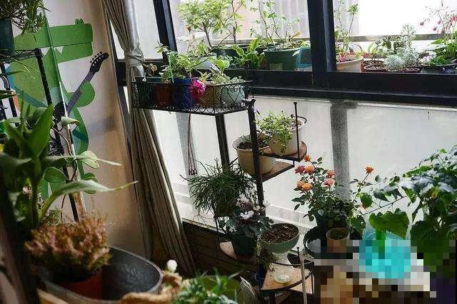 阳台上的花越多越好？不好好摆放，看着就像是杂物间！