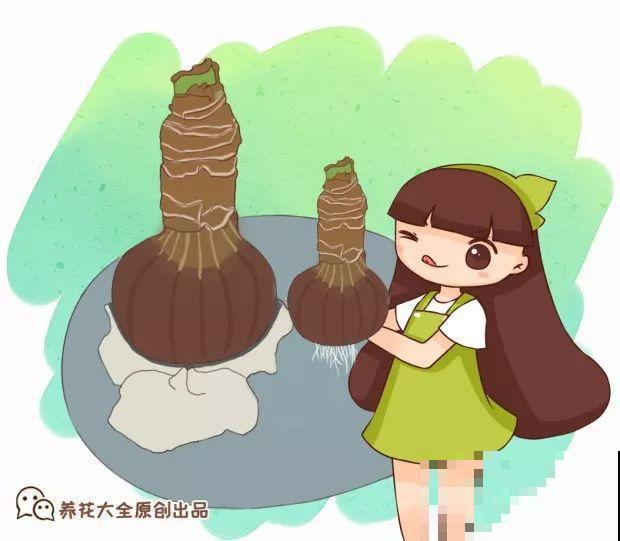 养花不生根？赶紧塞团卫生纸，大白根蹭蹭冒！